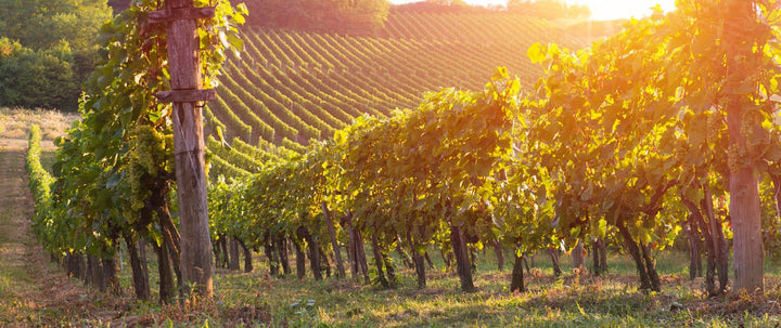 Weinregion Emilia-Romagna: Viel mehr als Lambrusco.
